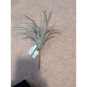 Tillandsia Floral Decor Ashland